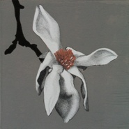 Magnolia  2012 lino en potlood  13 x 13 cm